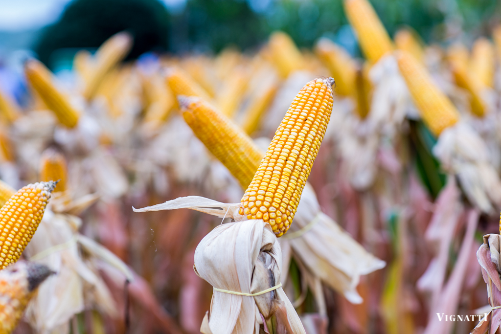 TROCA – TROCA: produtores rurais devem ficar atentos aos prazos do Programa Terra Boa